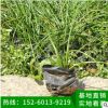 蔥蘭 韭菜蘭地被苗 室內(nèi)庭院盆栽花卉四季開花蔥蘭草