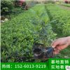 毛杜鵑地被苗 多種規(guī)格 綠化苗木、基地直銷、量大價優(yōu)、品種多樣
