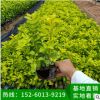 福建黃金葉小苗批發(fā)銷售，黃芯梅小苗基地直銷，黃金葉批發(fā)