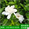 梔子花 袋苗 梔子花盆栽地栽 園林景觀工程供應(yīng)