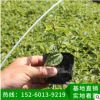 冷水花地被苗袋苗批發(fā) 園林綠化植物 多種規(guī)格 綠化苗木 基地直銷