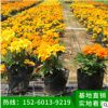 孔雀草 萬壽菊種苗直銷優(yōu)質(zhì)大花孔雀草 四季播 陽臺種植花卉