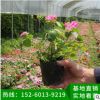 鳳仙花批發(fā) 鳳仙花小苗 花卉綠植盆栽地栽 陽臺內(nèi)室植物盆景