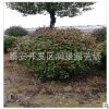 出售冠幅一米紅葉石楠球 100CM紅葉石楠球價(jià)格 工程綠化 量大價(jià)優(yōu)
