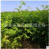 3公分刺槐樹價(jià)格 3公分洋槐樹苗批發(fā) 3公分香花槐樹苗價(jià)格