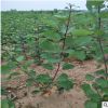 基地 銷售紅櫨樹 黃櫨樹價格 綠化樹木 量大優惠 保質保量