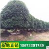 喬木桂花樹 市政園林桂花樹苗 綠化苗木 品種齊全 芳香 桂花苗