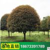 綠化工程苗木 桂花苗 八月桂 桂花樹 品種齊全 桂花樹苗