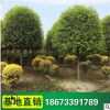 長期大量供應 各規格桂花樹 丹桂 桂花 綠化苗木 園林綠化