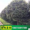 基地 丹桂苗木 庭院陽臺桂花樹苗 四季桂花 桂花盆栽地栽苗