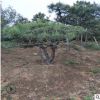 造型景松樹批發(fā)基地 泰安造型黑松樹批發(fā) 基地直銷泰山景松樹
