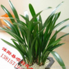 精品盆栽 報歲蘭墨蘭 墨蘭大苗 富貴 濃香 當(dāng)年開花 多品種