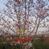 批發(fā)精選二喬玉蘭苗 二喬玉蘭小苗 道樹 風(fēng)景樹 質(zhì)優(yōu)價廉 包成活