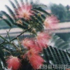 項羽 合歡 合歡苗木