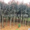 批發地經8公分的紫薇樹苗 綠化用紅花紫薇苗圃直銷 量大優惠