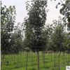 基地批發(fā)彩葉豆梨秋火焰樹(shù)苗觀花觀果秋后賞紅葉綠化苗木豆梨小苗