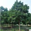 批發(fā)重陽(yáng)木行道觀葉植物重陽(yáng)木樹(shù)苗園林綠化苗木重陽(yáng)樹(shù)量大優(yōu)惠