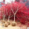 批發(fā)綠化苗木赤楓樹(shù)苗 嫁接赤楓苗 紅楓樹(shù)苗盆栽地栽 規(guī)格齊全