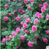 批發(fā)藤本月季薔薇歐洲月季大花灌木月季花苗藤本月季四季開(kāi)花盆栽