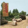 基地直銷工程綠化苗木 速生紫葉李 大規格紫葉李價格貨源充足