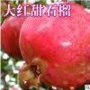 山東苗木基地直銷1-20公分石榴樹苗 掛果石榴樹園林工程綠化苗木