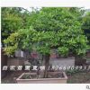 庭院造型樹 室內(nèi)盆景植物苗圃直銷石榴樹樁大型室內(nèi)盆栽觀葉植物