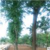 皂角樹苗出售1-8公分規(guī)格齊全皂角樹 道路綠化樹木 皂角樹苗批發(fā)