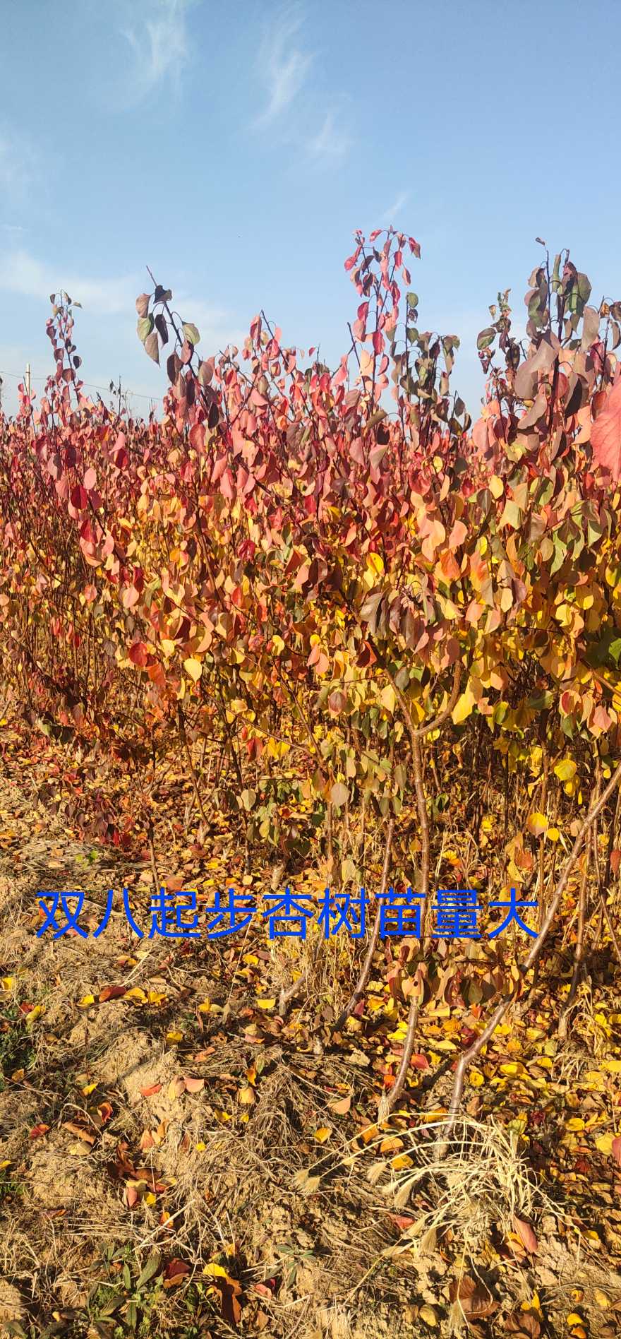 杏樹(shù)苗，杏樹(shù)