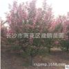 批發優質櫻花樹苗 園林綠化觀賞植物 8-10公分櫻花樹基地直銷