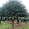 苗木基地批發(fā)5公分樹形優(yōu)美的名貴植物紅豆杉 凈化空氣南方紅豆杉