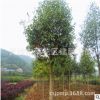 基地直銷樂(lè)昌含笑 園林綠化喬木 湖南景葉白蘭樹價(jià)格
