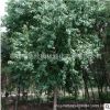 烏桕樹苗批發(fā)工程道路綠化苗木 行道風景造型樹 基地工程綠化