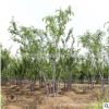 樂昌含笑樹苗庭院觀賞行道點綴規(guī)格齊全室內(nèi)盆栽含笑樹苗基地批發(fā)