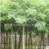 皂角樹苗批發(fā) 工程綠化苗木道路庭院景觀樹皂角樹小苗 規(guī)格齊全