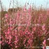 榆葉梅樹苗批發 庭院觀花植物工程綠化苗木 精品嫁接榆葉梅小苗