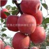 嫁接蘋果樹苗紅富士矮化苗金冠嫁接南北方種植庭院果樹 果大香甜