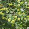 工程綠化小苗喜樹苗批發公園行道觀賞綠植喜樹樹苗現貨
