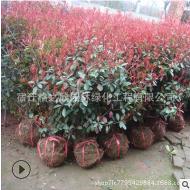 紅葉石楠球批發 色塊綠籬植物園林道路綠化苗木紅葉石楠球苗