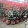 紅葉石楠球批發 色塊綠籬植物園林道路綠化苗木紅葉石楠球苗