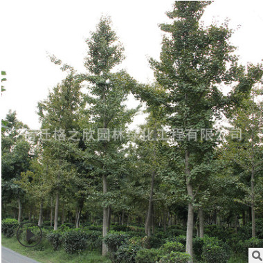 銀杏樹苗批發果樹苗木質優量大銀杏新品種南北方種植嫁接白果樹
