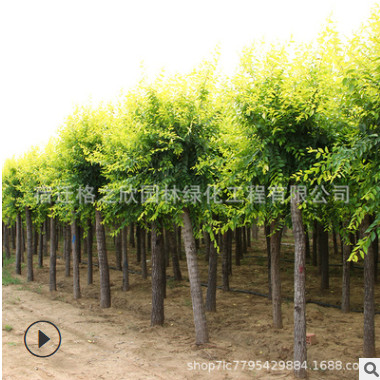 金葉榆樹苗批發 庭院彩葉植物盆栽造型金葉榆 工程綠化苗木風景樹