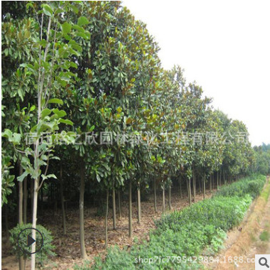 廣玉蘭樹苗批發 庭院觀賞綠植玉蘭樹苗 園林綠化苗木廣玉蘭花苗