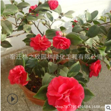 茶梅苗批發 庭院可盆栽觀花植物茶梅樹苗 戶外耐寒綠化花卉
