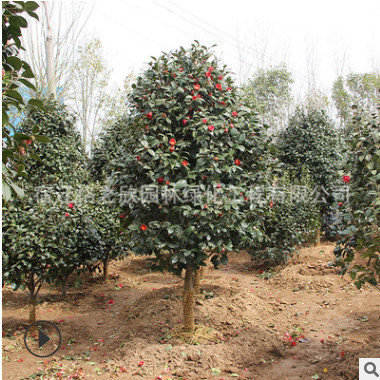茶梅球樹苗批發工程綠化苗木園林觀花植物茶梅球苗圃直銷