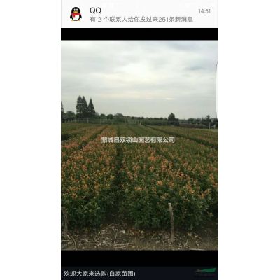 低價(jià)出售2/3/4/5/6/7/雪松