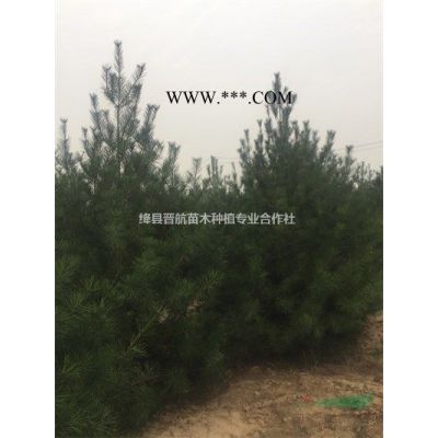 3米雪松=3.5米雪松價(jià)格=4米雪松產(chǎn)地=5米雪松