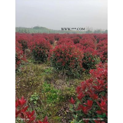 南京雪松，雪松價格，常年供應(yīng)雪松，紅葉石楠球，紅白玉蘭，廣..