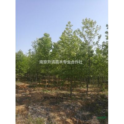 南京地區供應精品雪松（2-10米）