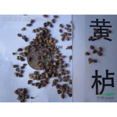 雪松、雪松基地、雪松沭陽(yáng)種植基地、沭陽(yáng)雪松