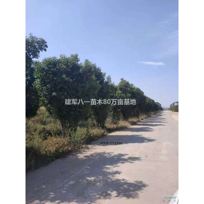 紅葉小檗苗行情報價\紅葉小檗苗圖片展示